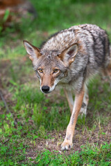 Naklejka na ściany i meble Adult Coyote (Canis latrans) Trots Forwatd Summer