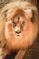 Lion in our zoo in the Czech republic. He is in zoo usti and he is so beautiful one