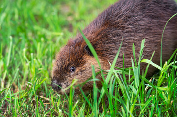 Adult Beaver (Castor canadensis) Looks Out From Behind Blades of Grass Summer