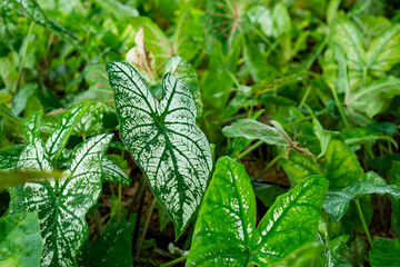 Caladium white Christmas plants. White and green caladium leaf on a garden