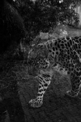 an African leopard is going in a zoo. He is nervous.