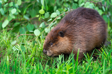 Adult Beaver (Castor canadensis) Looks Up Sideways From Ground Summer