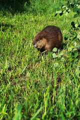 Adult Beaver (Castor canadensis) Stands in Grass Under Leaves Copy Space Summer