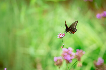 Butterfly extracting pollen from flowers.