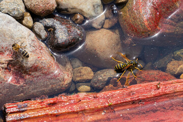 Wespe und Biene in der Insektentränke
