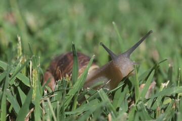 snail on the grass