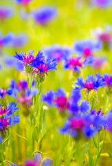 Spring flowers in the meadow. Cornflower field. Blue flowers in the green grass. Tender spring background with copy space and place for text.