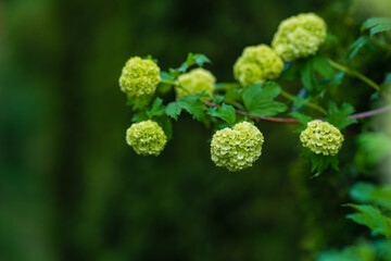 Blooming Hydrangea (hortensia) macrophylla in natural habitat, Armenia
