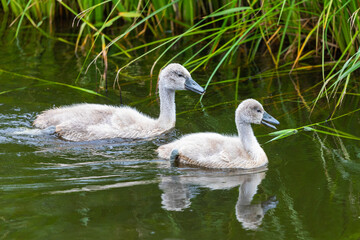 Schwanenküken auf dem Teich