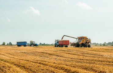 Fototapeta premium Unloading grains into truck by unloading auger. Combine harvesters cuts and threshes ripe wheat grain. Wheat harvesting on field in summer season. Process of gathering crop by agricultural machinery