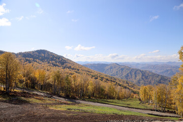 Forest and picturesque nature of the Altai Mountains