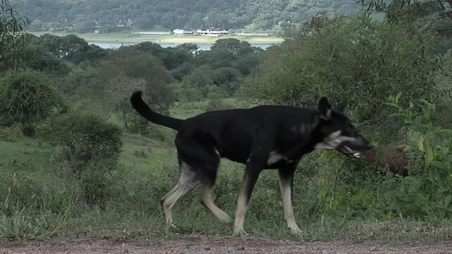 Stray Dog Stretching Out on a Rural Street.  
