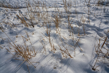 Reeds growing along side of road in Loenen near the Veluwe in The Netherlands. This area is a former bog.
