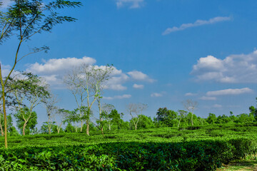Obraz premium tree in tea garden