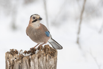 A bird sits on a stump in a winter forest.