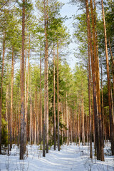 Trunks in a pine forest in winter day. Nature ladscape