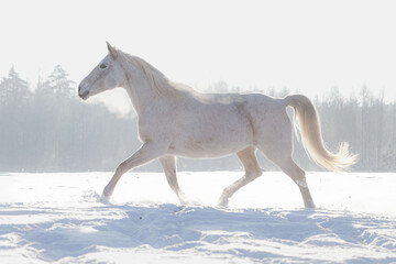 Fototapeta na wymiar Grey flea bitten half-arabian breed horse run across the snowy field in winter sunny weather free.
