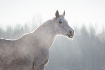 Grey flea-bitten half-arabian mare in the winter field full of snow in cold sunny weather. Animal...