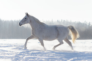 Fototapeta na wymiar Grey flea bitten half-arabian breed horse run across the snowy field in winter sunny weather free.