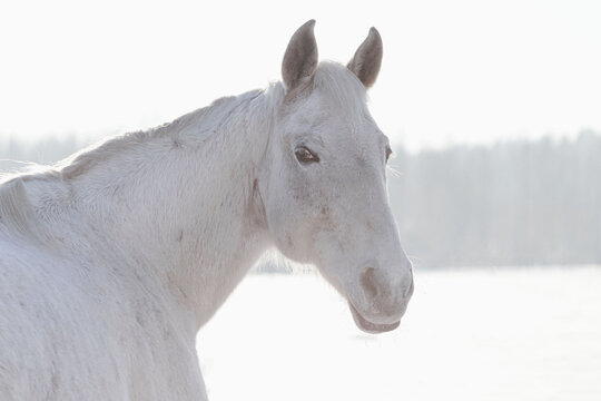 Grey flea-bitten half-arabian mare in the winter field full of snow in cold sunny weather. Animal portrait.