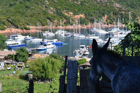 ane qui regarde le port