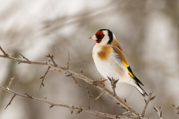 Goldfinch Carduelis carduelis, sitting on a branch