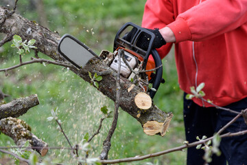 A man cuts a tree with a chainsaw. Pruning trees.