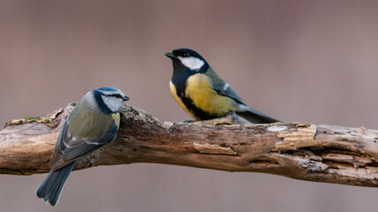 Naklejka premium Wild blue tit bird Cyanistes caeruleus sitting on wooden stick against natural background