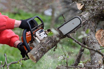 A man cuts a tree with a chainsaw. Pruning trees.
