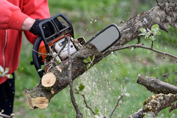 A man cuts a tree with a chainsaw. Pruning trees.