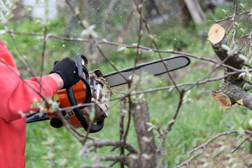 A man cuts a tree with a chainsaw. Pruning trees.