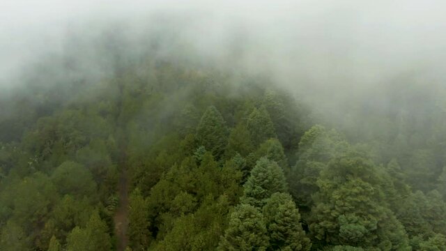 Vuelo sobre un bosque templado con niebla en movimiento.Nevado de Colima. M&eacute;xico