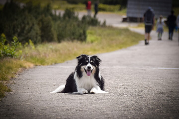 Portrait of border collie on the road in czech mountain Krkonose. He is so funny