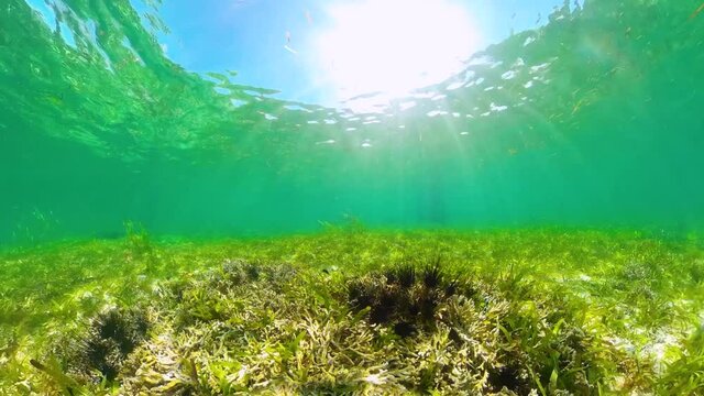A colony of black sea urchins on the sandy bottom. Sea urchin Echinothrix diadema, commonly called diadema.
