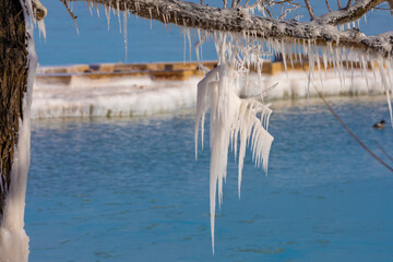 Fototapeta premium Ice icicles on tree branches on the shores of Lake Michigan