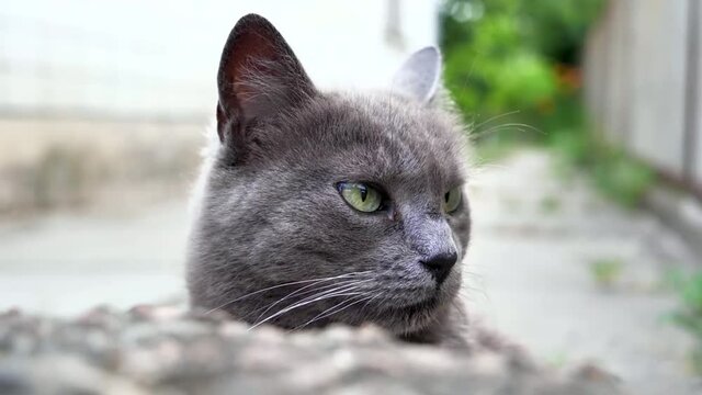 A beautiful gray cat with beautiful eyes turns its head slowly