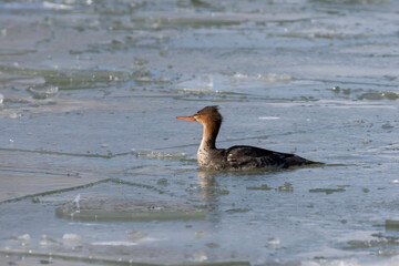 Red breasted merganser, female  on a frozen   river