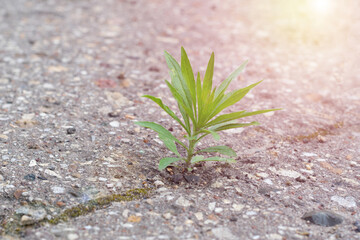 Green young plant is growing through the cracked hard asphalt on summertime on bright sunlight. Concept of power, strenght and survival. Green plant grows in crack of asphalt on road.