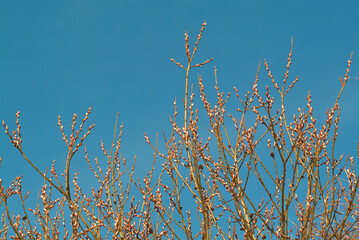 willow branches against the blue sky, bottom view