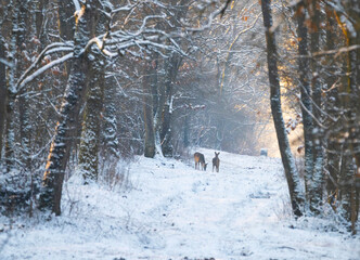 Roe deer in a snowy forest © Kozma