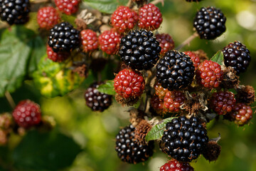 Blackberries. Autumnal fruit from hedgerows