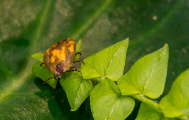 Mite insect sitting on a green plant, waiting for its prey. Tick-borne encephalitis epidemic. Season ticks in park areas and forests. Background from plants with copy space for text, long banner.