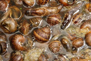 Garden pests smails and slugs killed in salty water