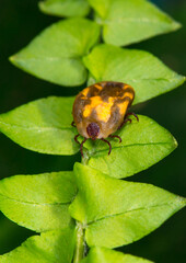 Mite insect sitting on a green plant, waiting for its prey. Tick-borne encephalitis epidemic. Season ticks in park areas and forests. Background from plants with copy space for text, long banner.
