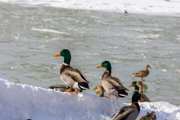 Flock of mallard duck on the bank river