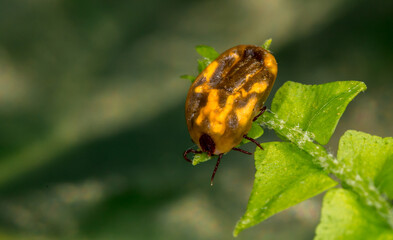 Mite insect sitting on a green plant, waiting for its prey. Tick-borne encephalitis epidemic. Season ticks in park areas and forests. Background from plants with copy space for text, long banner.