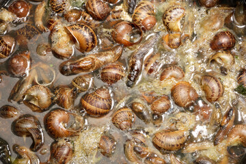 Garden pests smails and slugs killed in salty water
