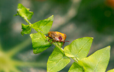 Mite insect sitting on a green plant, waiting for its prey. Tick-borne encephalitis epidemic. Season ticks in park areas and forests. Background from plants with copy space for text, long banner.