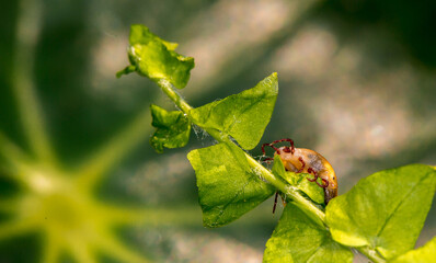 Mite insect sitting on a green plant, waiting for its prey. Tick-borne encephalitis epidemic. Season ticks in park areas and forests. Background from plants with copy space for text, long banner.