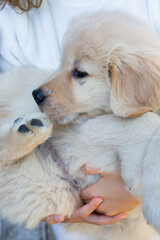 Golden Retriever Puppies